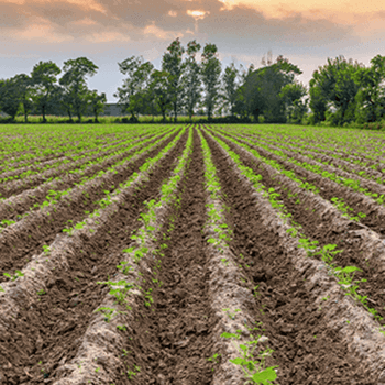 farm land