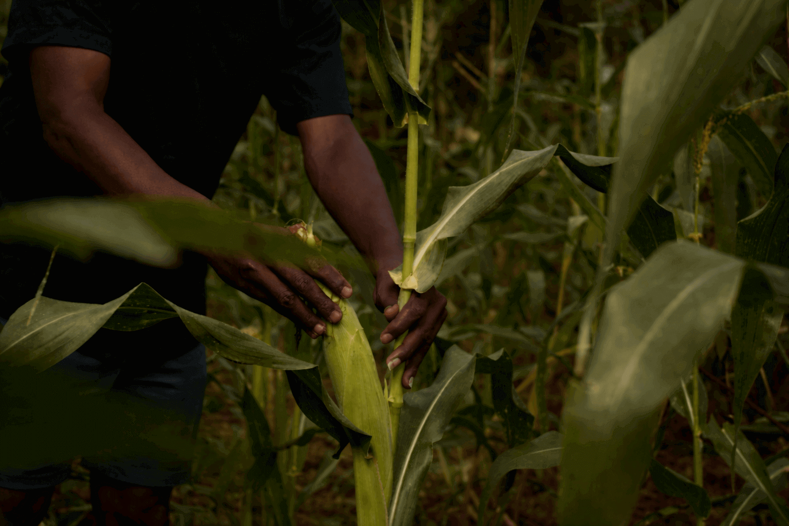 inspecting ripeness in the cornfield