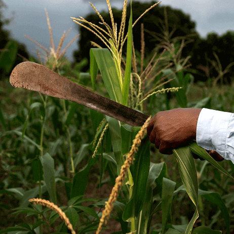 farming
